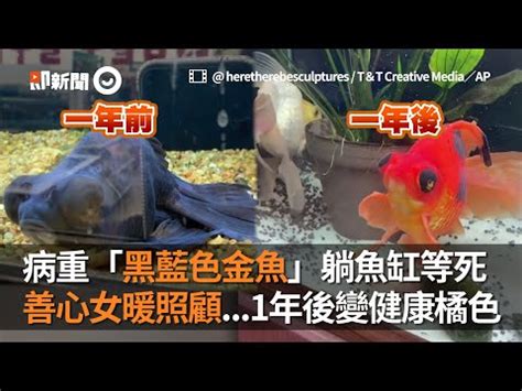 黑牡丹金魚|【黑牡丹金魚】欣賞黑牡丹金魚的絢麗魅力 養殖指南。